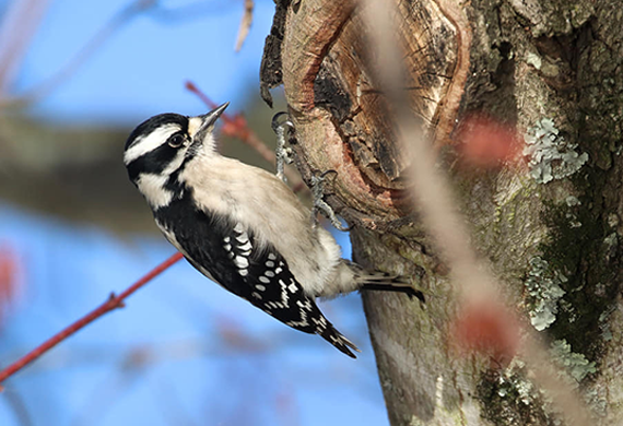 Downy Woodpecker by Martina Nordstrand